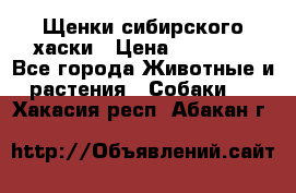 Щенки сибирского хаски › Цена ­ 12 000 - Все города Животные и растения » Собаки   . Хакасия респ.,Абакан г.
